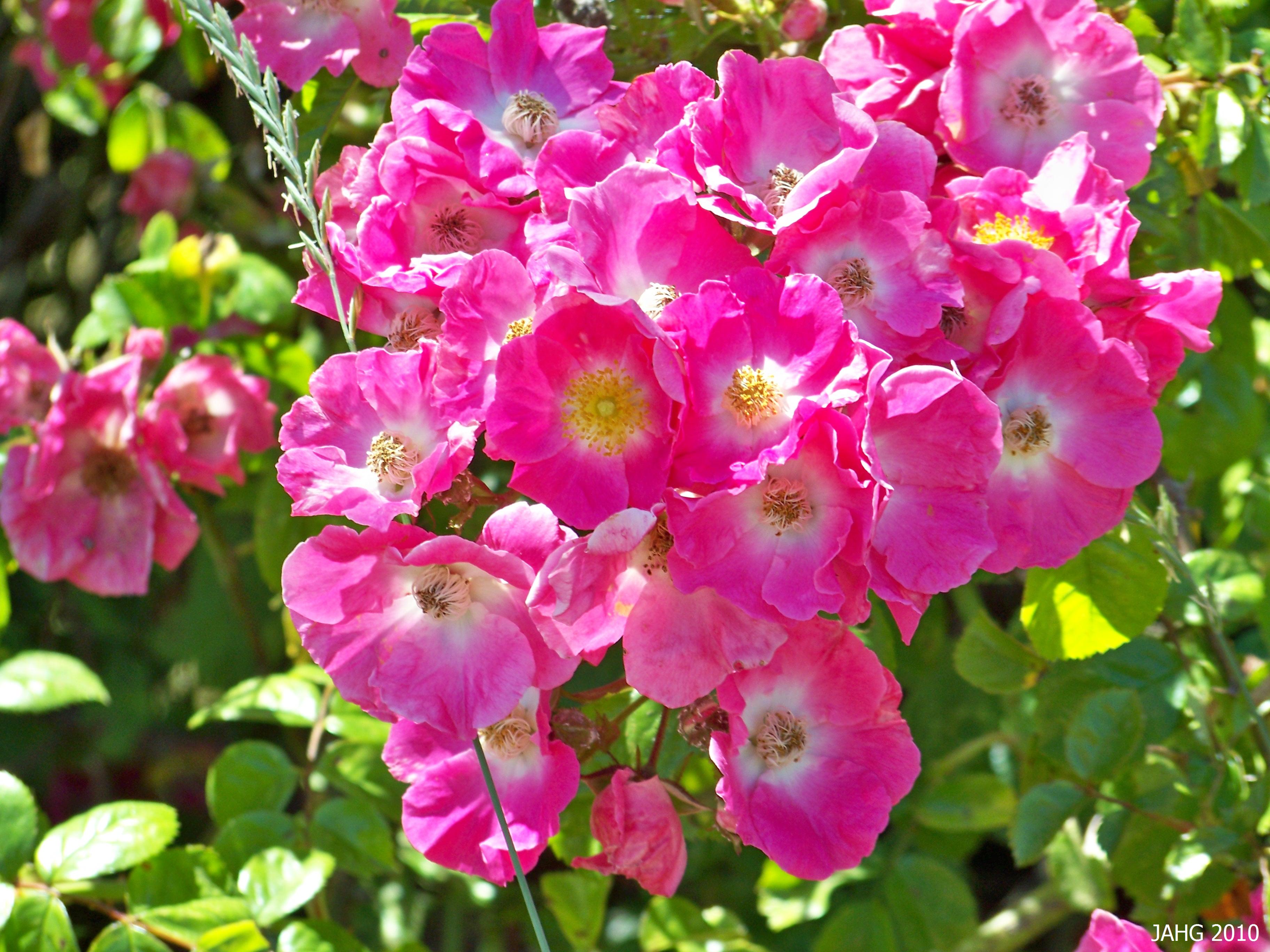 Rosa 'American Pillar'